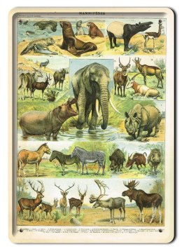 ZOOLOGIA PLAKAT METALOWY SZYLD OBRAZEK #21107