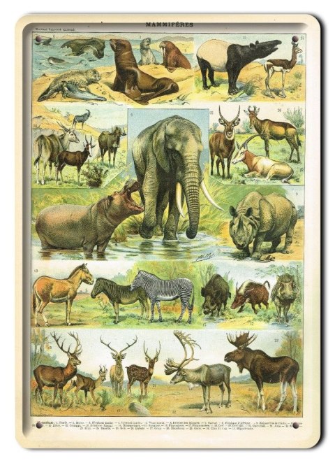 ZOOLOGIA PLAKAT METALOWY SZYLD OBRAZEK #21107