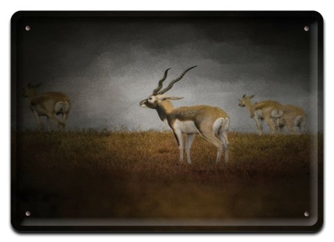 PLAKAT METALOWY SZYLD OBRAZEK RETRO VINTAGE #10495