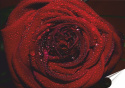 Róża Plakat Samoprzylepny Plakietka(motyw metalowego szyldu)#04214