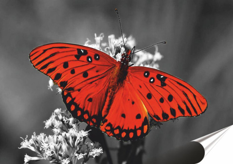 Motyl Plakat Samoprzylepny Plakietka(motyw metalowego szyldu)#09448