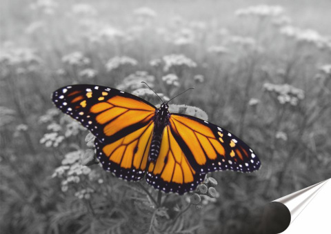 Motyl Plakat Samoprzylepny Plakietka(motyw metalowego szyldu)#09449