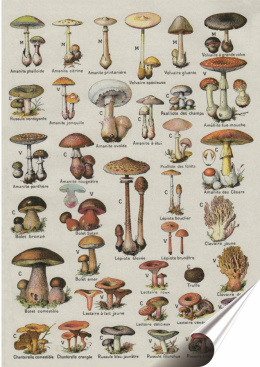 Grzyby Plakat Samoprzylepny Retro Plakietka(motyw metalowego szyldu)#10410